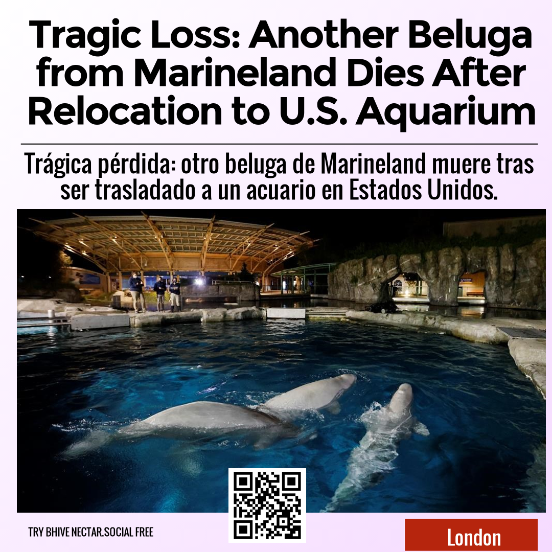 Tragic Loss: Another Beluga From Marineland Dies After Relocation To U ...