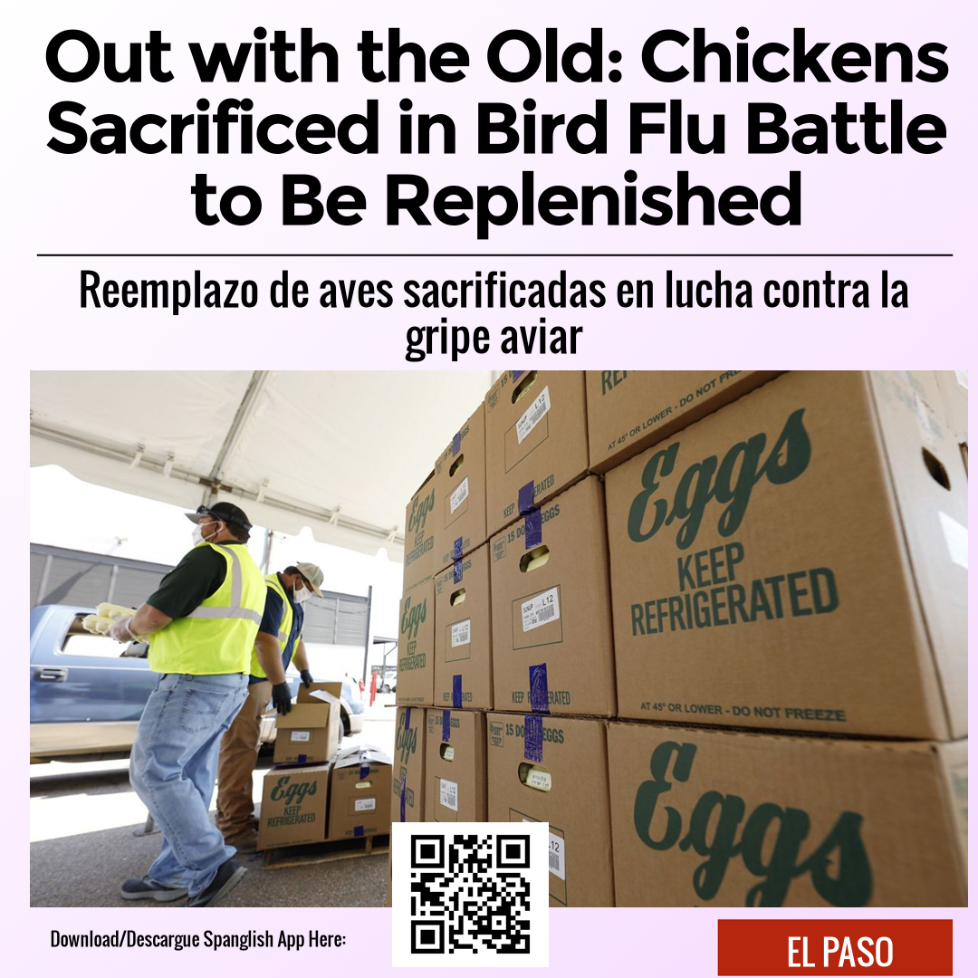 Out with the Old: Chickens Sacrificed in Bird Flu Battle to Be Replenished