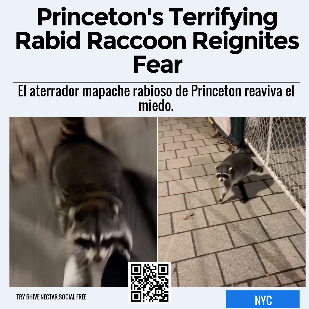 Princeton's Terrifying Rabid Raccoon Reignites Fear