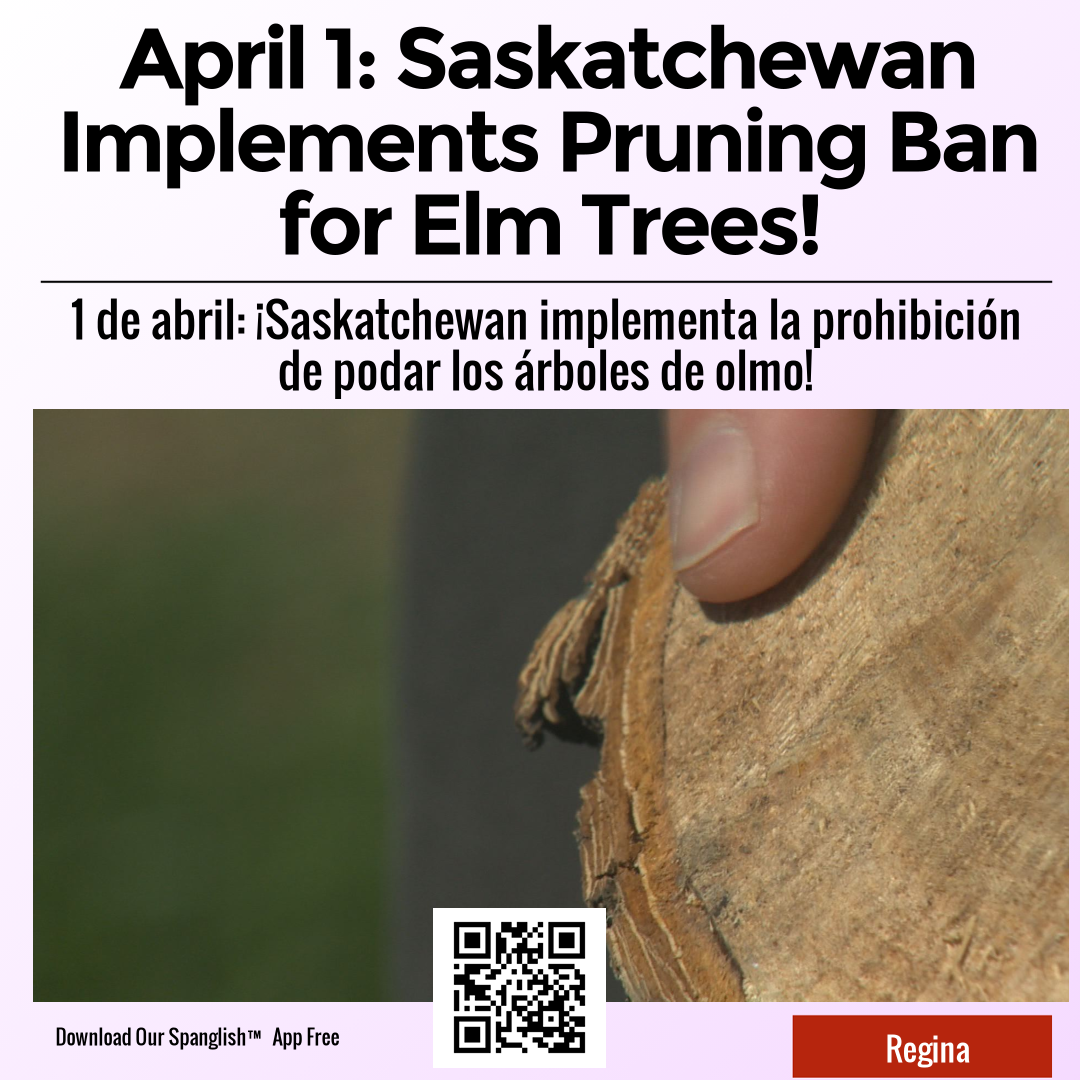 April 1: Saskatchewan Implements Pruning Ban for Elm Trees!