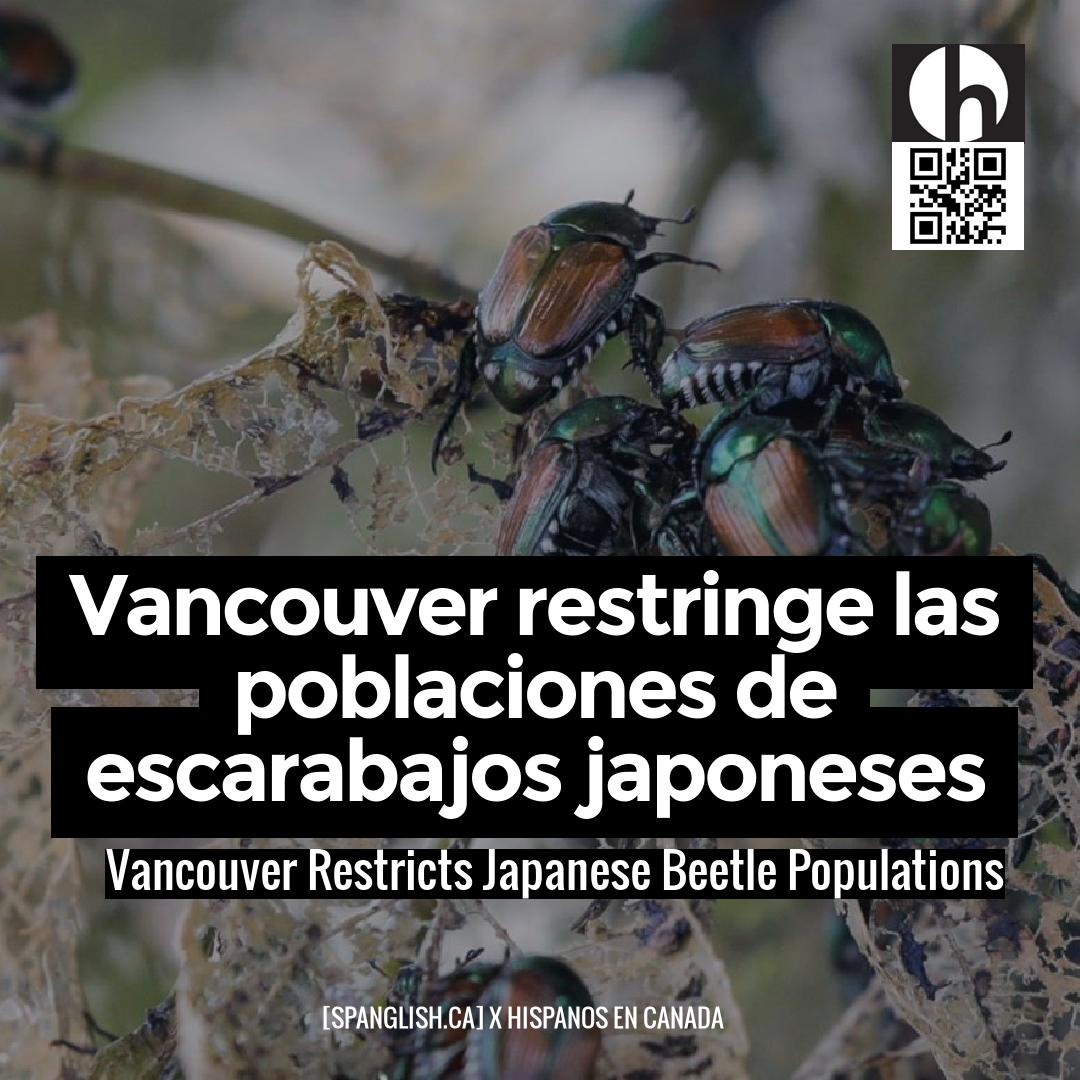 Vancouver Restricts Japanese Beetle Populations