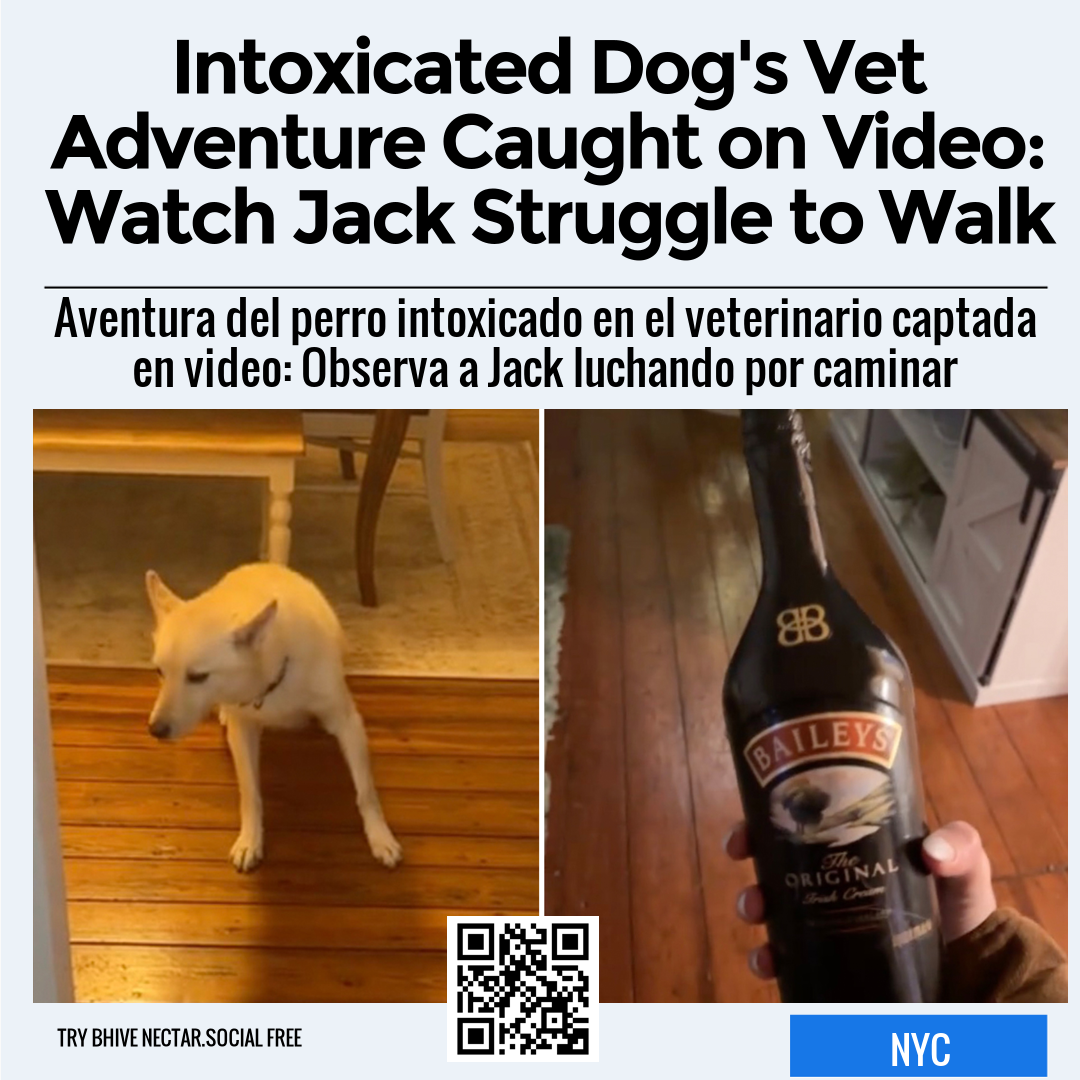 Intoxicated Dog's Vet Adventure Caught on Video: Watch Jack Struggle to Walk