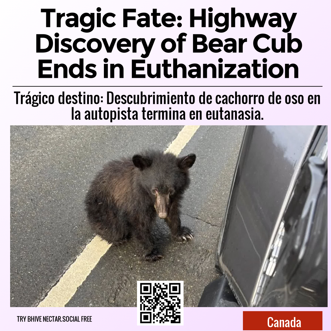 Tragic Fate: Highway Discovery of Bear Cub Ends in Euthanization