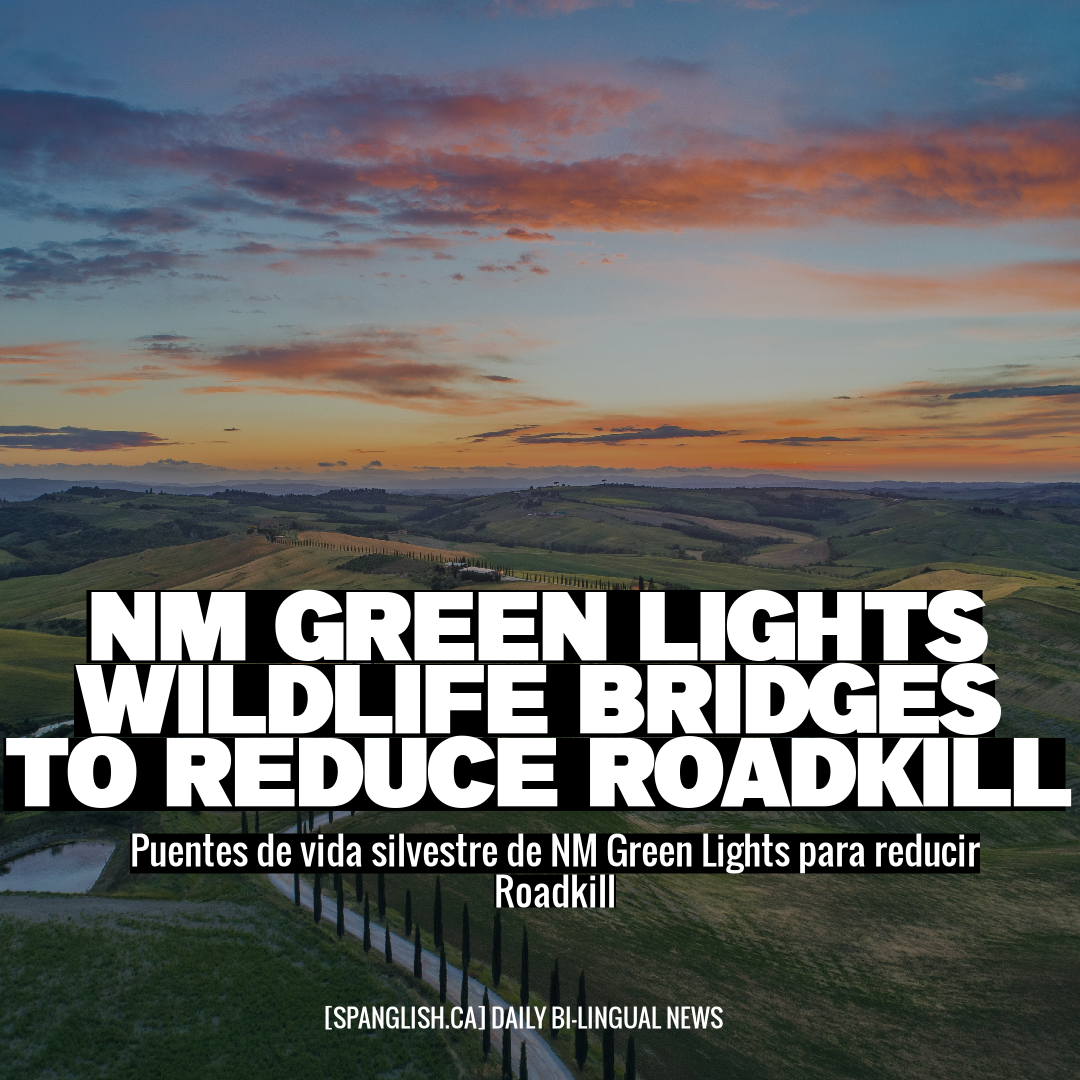 NM Green Lights Wildlife Bridges to Reduce Roadkill