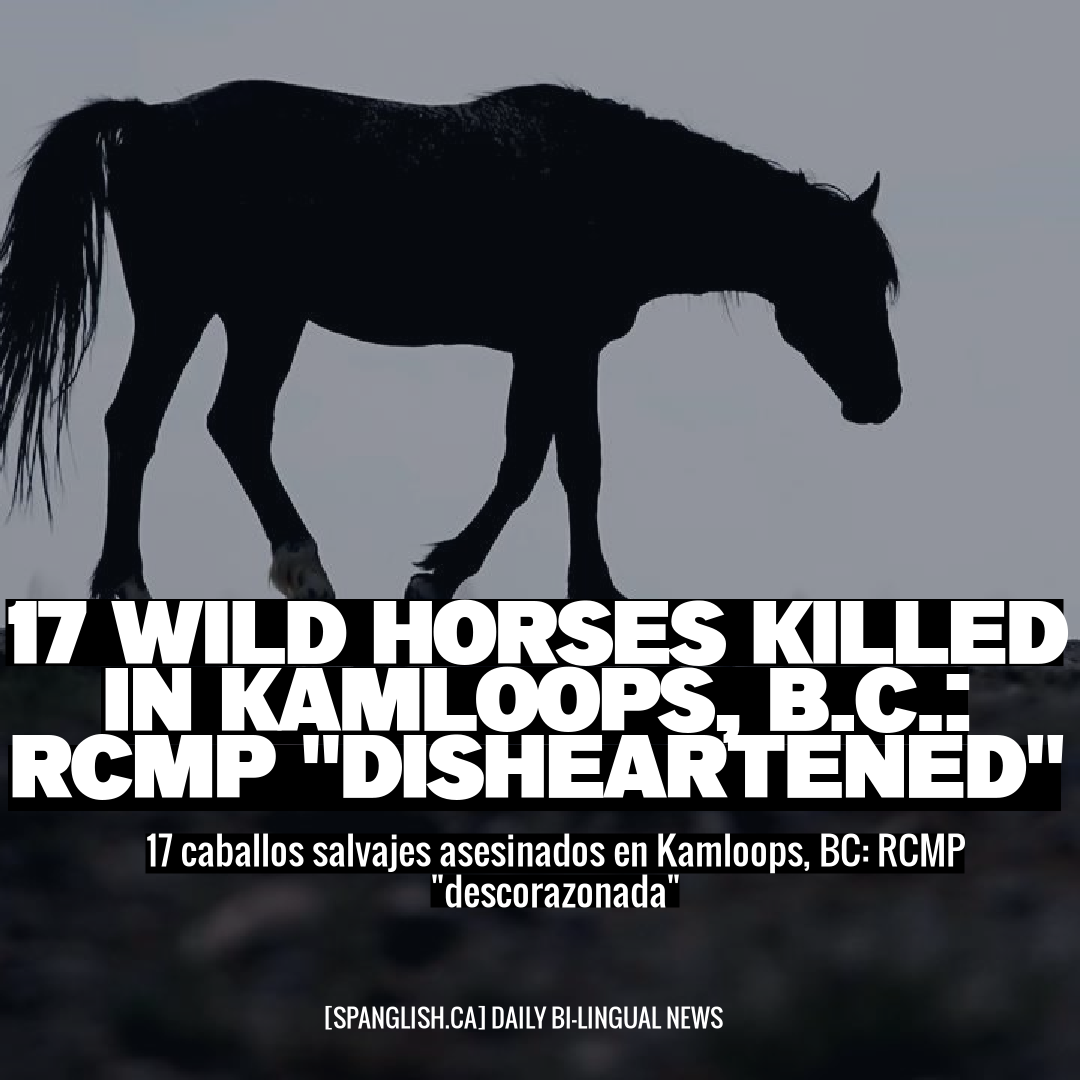 17 Wild Horses Killed in Kamloops, B.C.: RCMP "Disheartened"