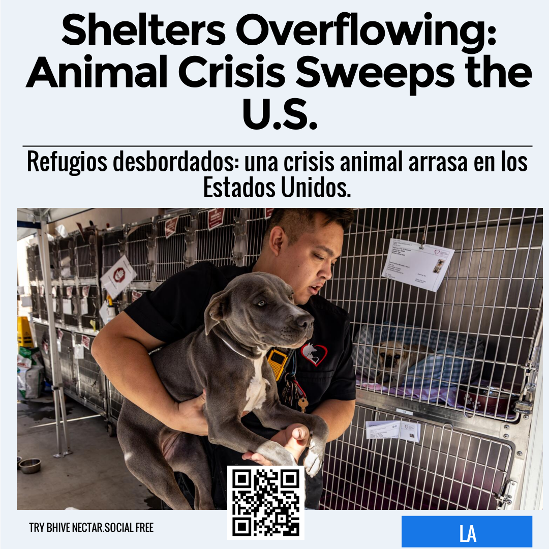 Shelters Overflowing: Animal Crisis Sweeps the U.S.