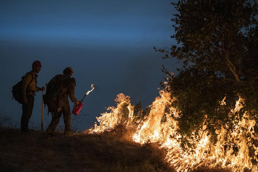 Hot Changes Ahead: B.C. Forest Laws Get Legal Makeover with Prescribed Burns!