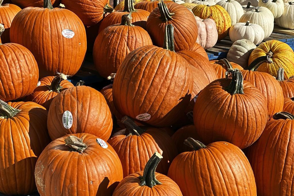 Canada's Pumpkin Harvest Haunted by Climate Change's Droughts and Heavy Rain