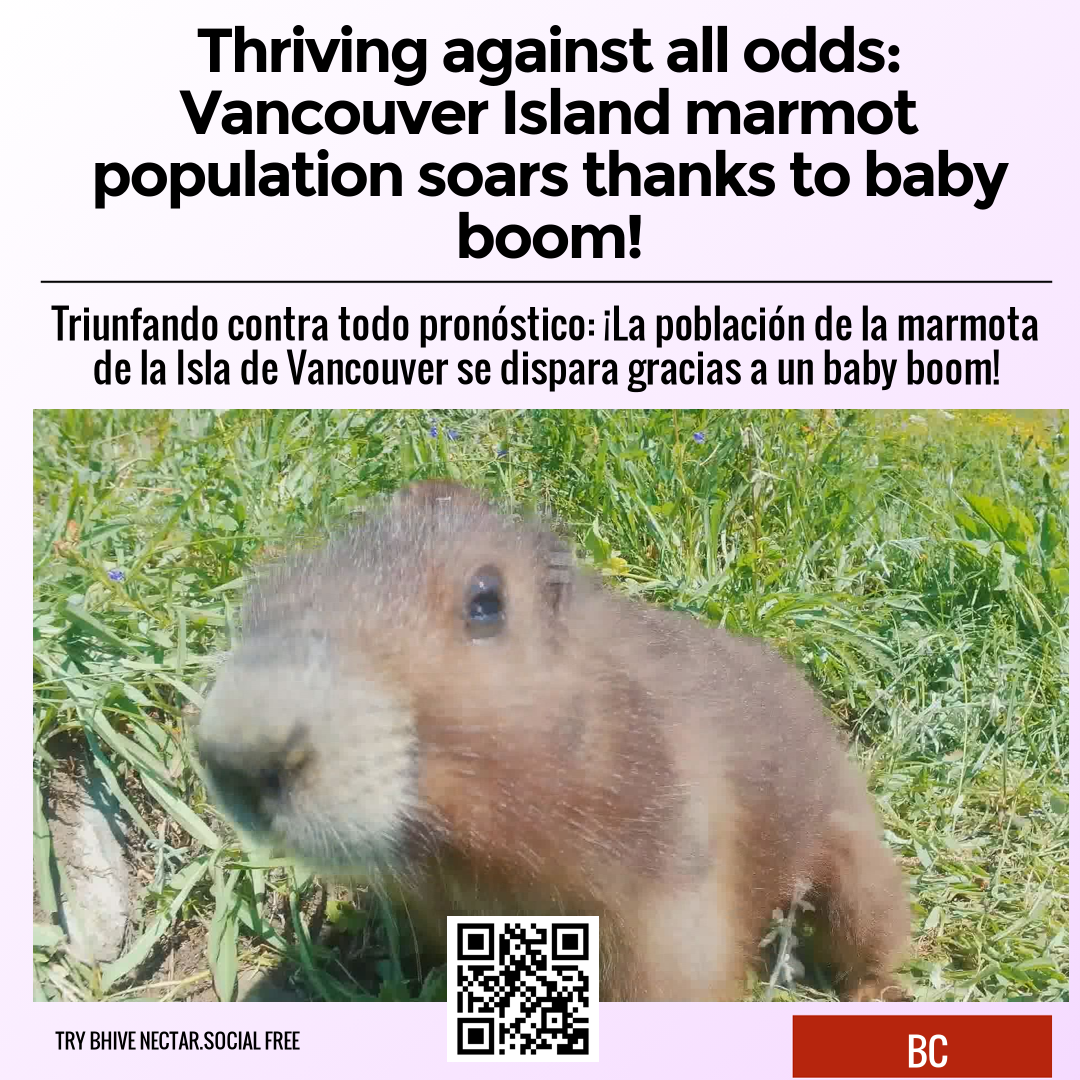 Thriving against all odds: Vancouver Island marmot population soars thanks to baby boom!