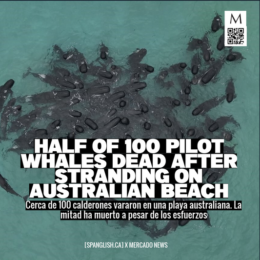 Half of 100 Pilot Whales Dead After Stranding on Australian Beach