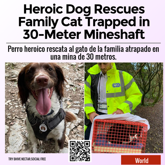 Heroic Dog Rescues Family Cat Trapped in 30-Meter Mineshaft