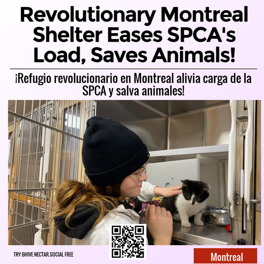 Revolutionary Montreal Shelter Eases SPCA's Load, Saves Animals!