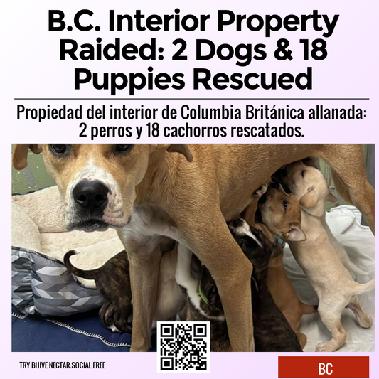 B.C. Interior Property Raided: 2 Dogs & 18 Puppies Rescued