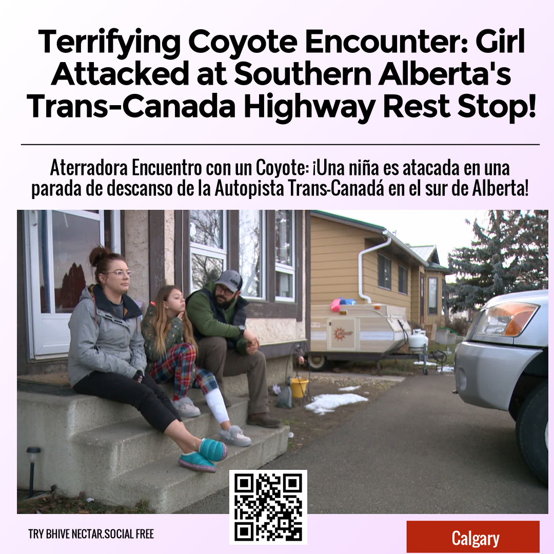 Terrifying Coyote Encounter: Girl Attacked at Southern Alberta's Trans-Canada Highway Rest Stop!