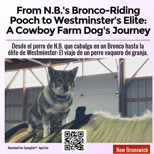 From N.B.'s Bronco-Riding Pooch to Westminster's Elite: A Cowboy Farm Dog's Journey