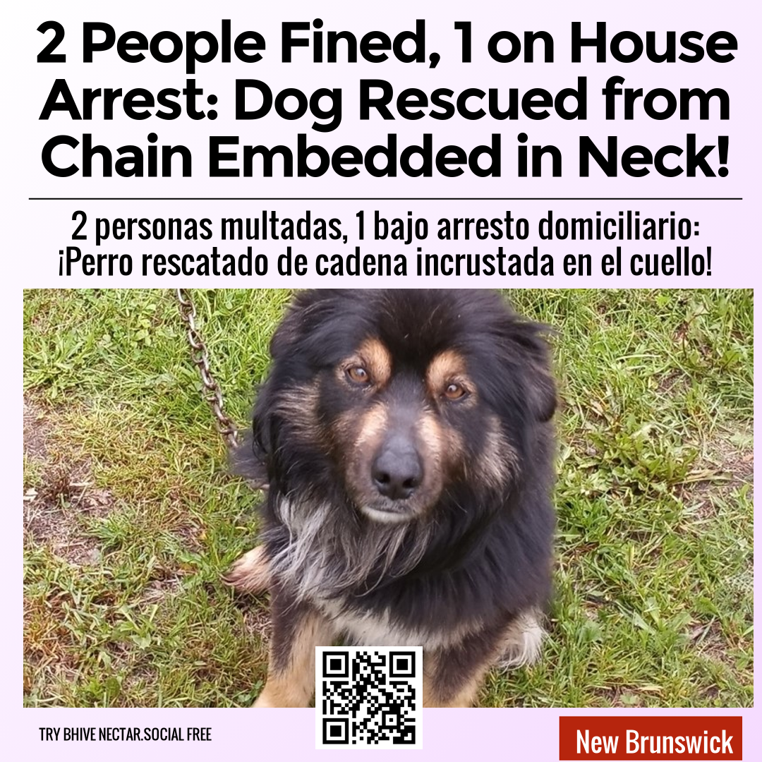 2 People Fined, 1 on House Arrest: Dog Rescued from Chain Embedded in Neck!