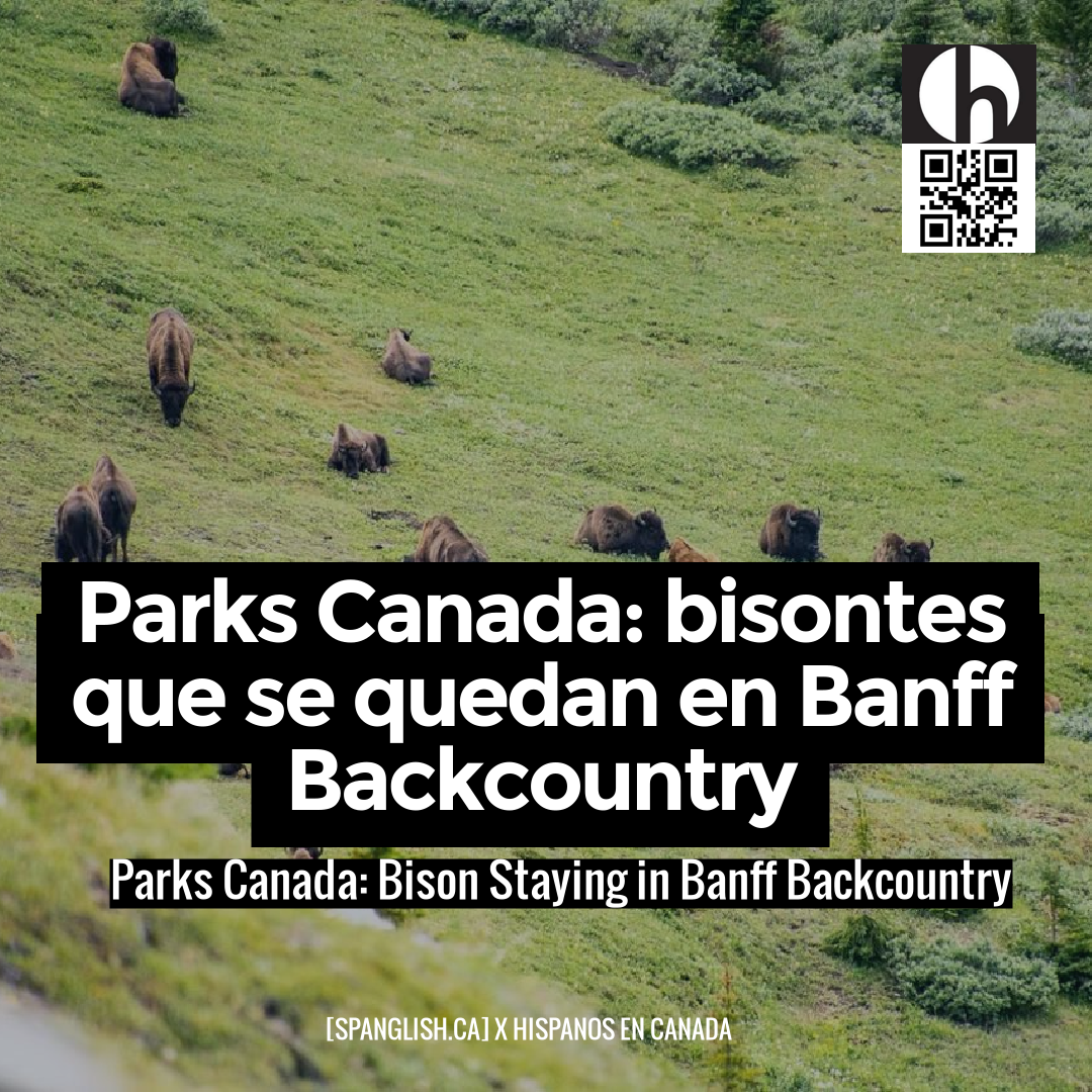 Parks Canada: Bison Staying in Banff Backcountry
