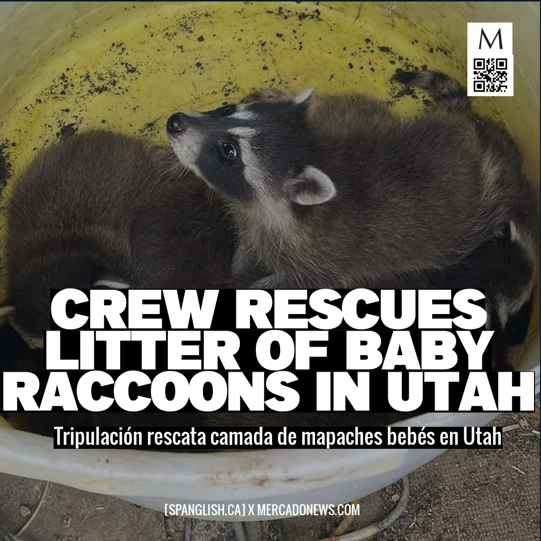 Crew Rescues Litter of Baby Raccoons in Utah