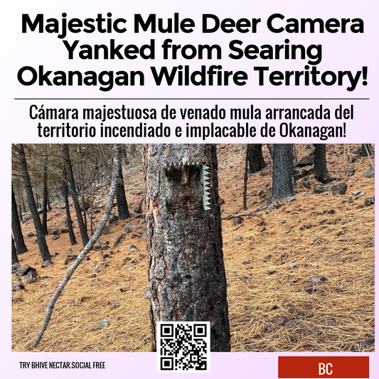 Majestic Mule Deer Camera Yanked from Searing Okanagan Wildfire Territory!