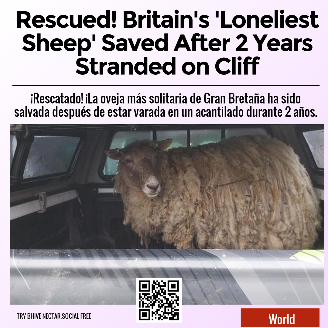 Rescued! Britain's 'Loneliest Sheep' Saved After 2 Years Stranded on Cliff