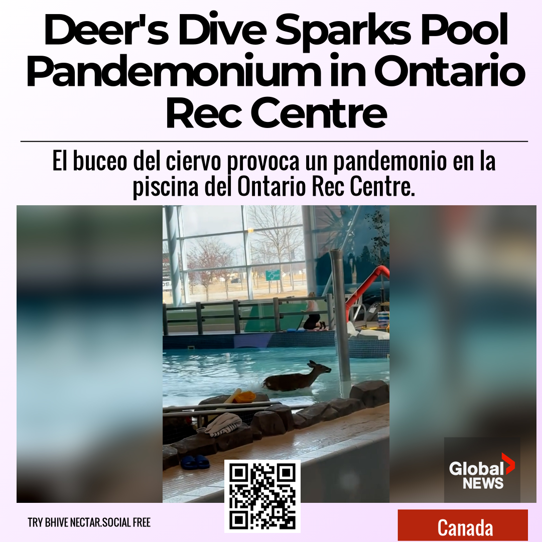 Deer's Dive Sparks Pool Pandemonium in Ontario Rec Centre