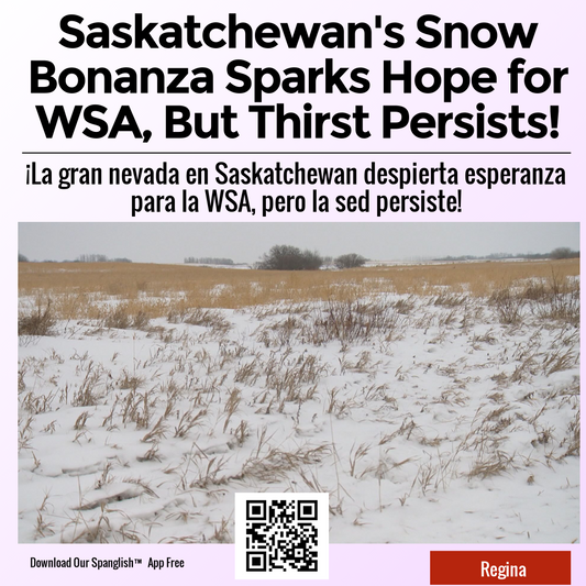 Saskatchewan's Snow Bonanza Sparks Hope for WSA, But Thirst Persists!