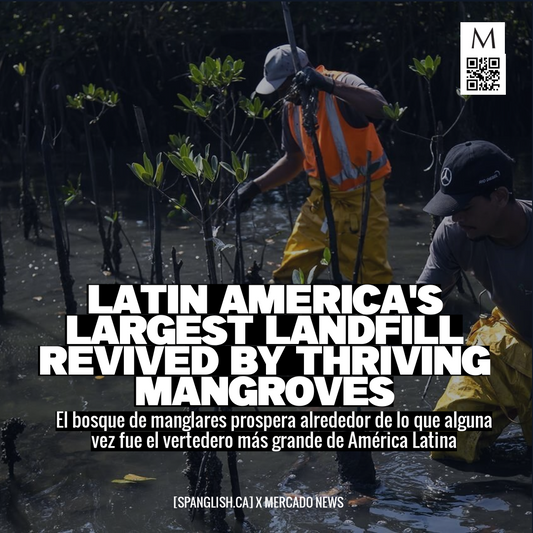 Latin America's Largest Landfill Revived by Thriving Mangroves