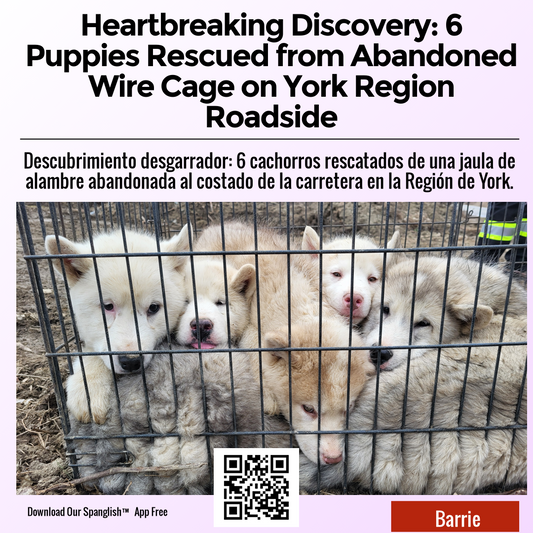 Heartbreaking Discovery: 6 Puppies Rescued from Abandoned Wire Cage on York Region Roadside