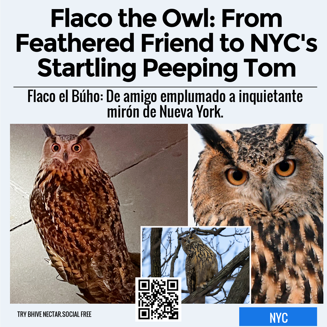 Flaco the Owl: From Feathered Friend to NYC's Startling Peeping Tom