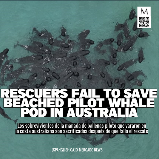 Rescuers Fail to Save Beached Pilot Whale Pod in Australia