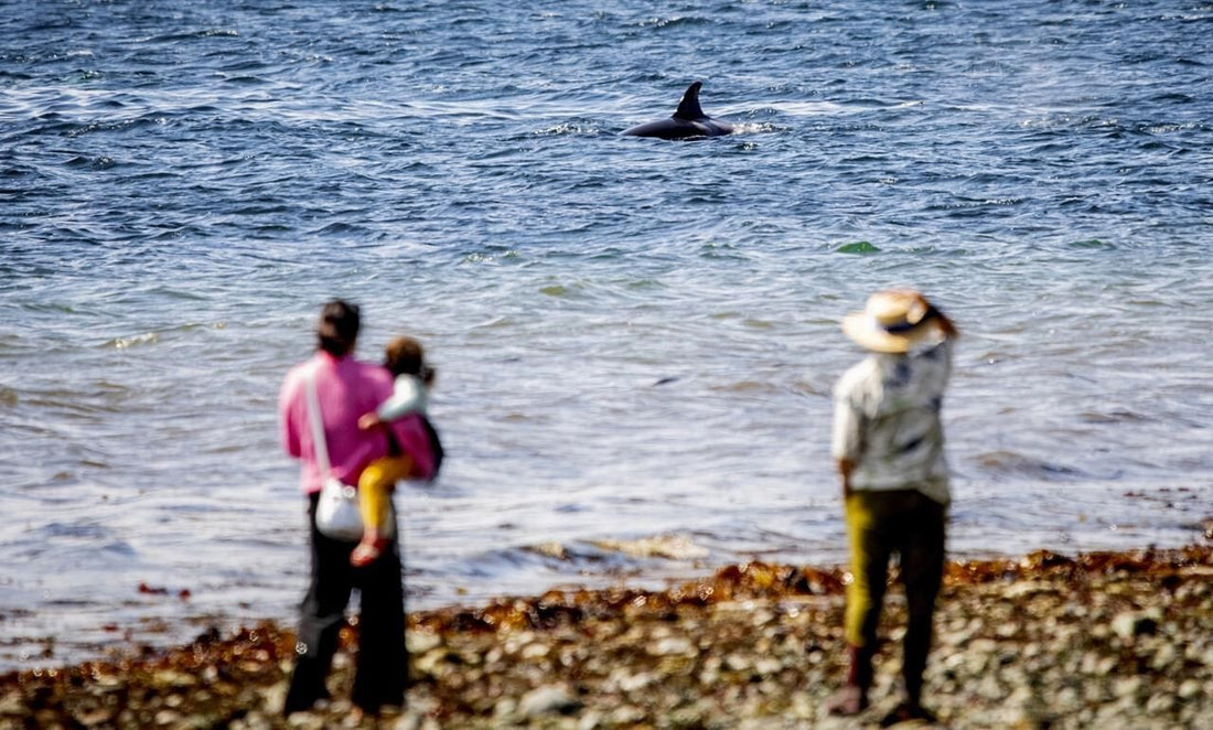 In the city of Seattle, the sound of phones dinging fills the air. This could mean that killer whales are in close proximity.