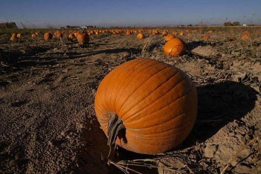 How extreme weather in the US may have affected the pumpkins you picked this year for Halloween