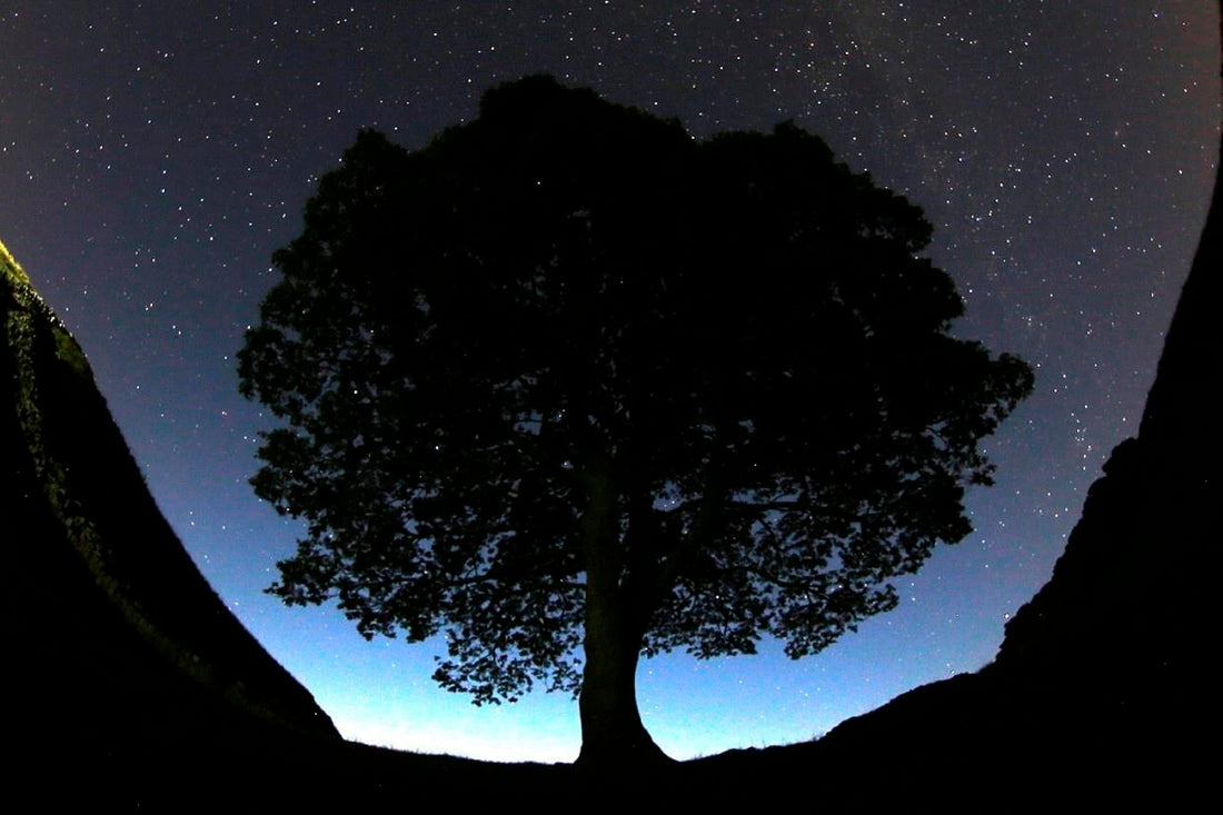 2 men arrested in an investigation into a famous tree that was felled near Hadrian's Wall in England