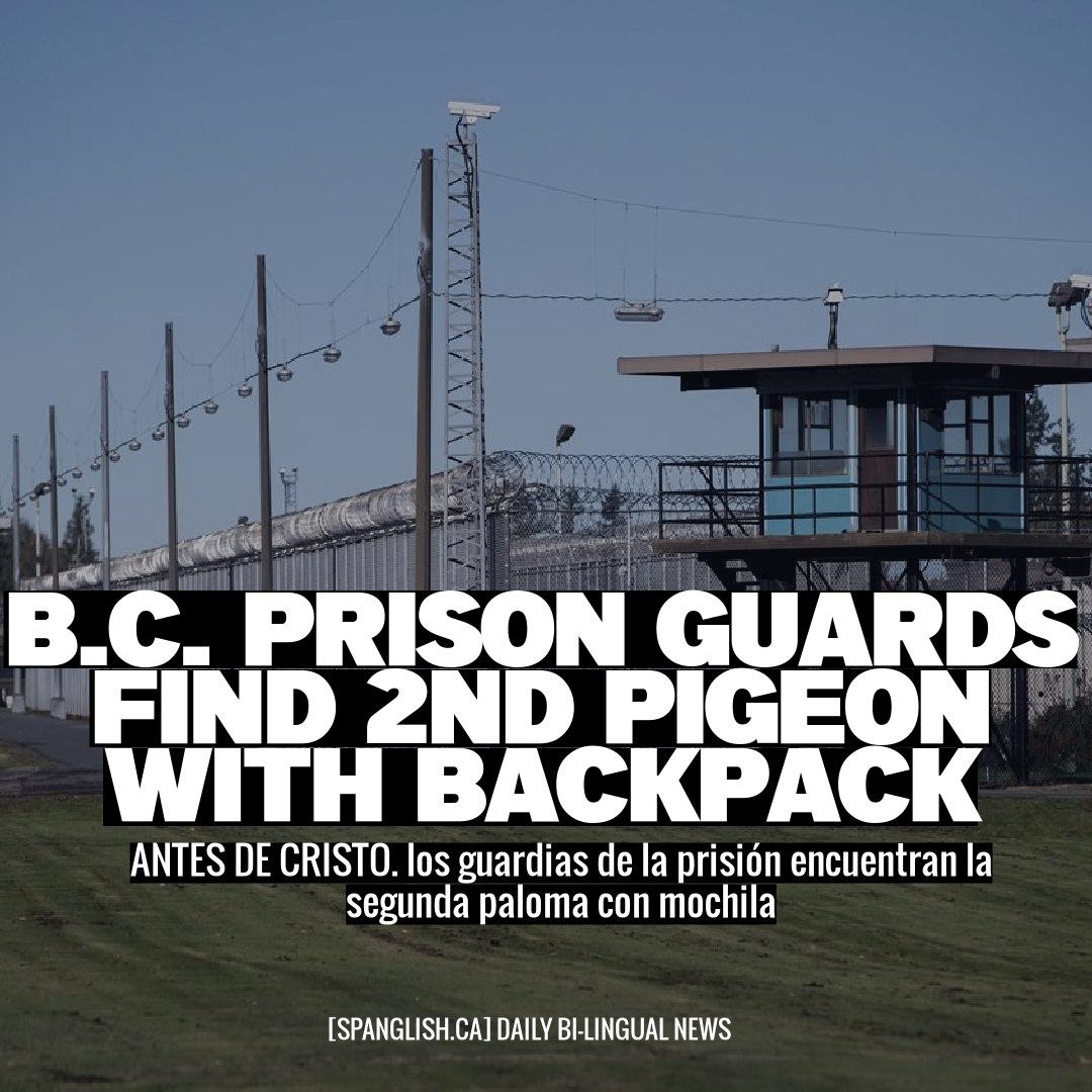 B.C. prison guards find 2nd pigeon with backpack