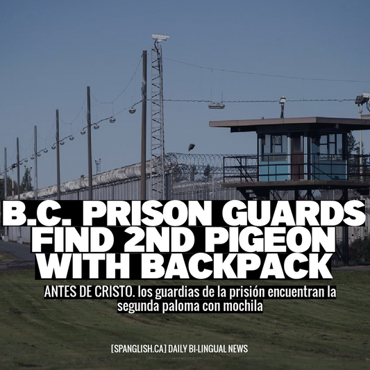 B.C. prison guards find 2nd pigeon with backpack