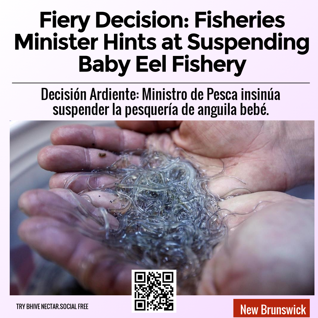 Fiery Decision: Fisheries Minister Hints at Suspending Baby Eel Fishery