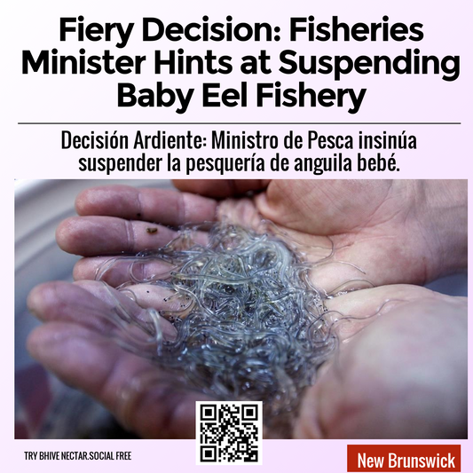 Fiery Decision: Fisheries Minister Hints at Suspending Baby Eel Fishery