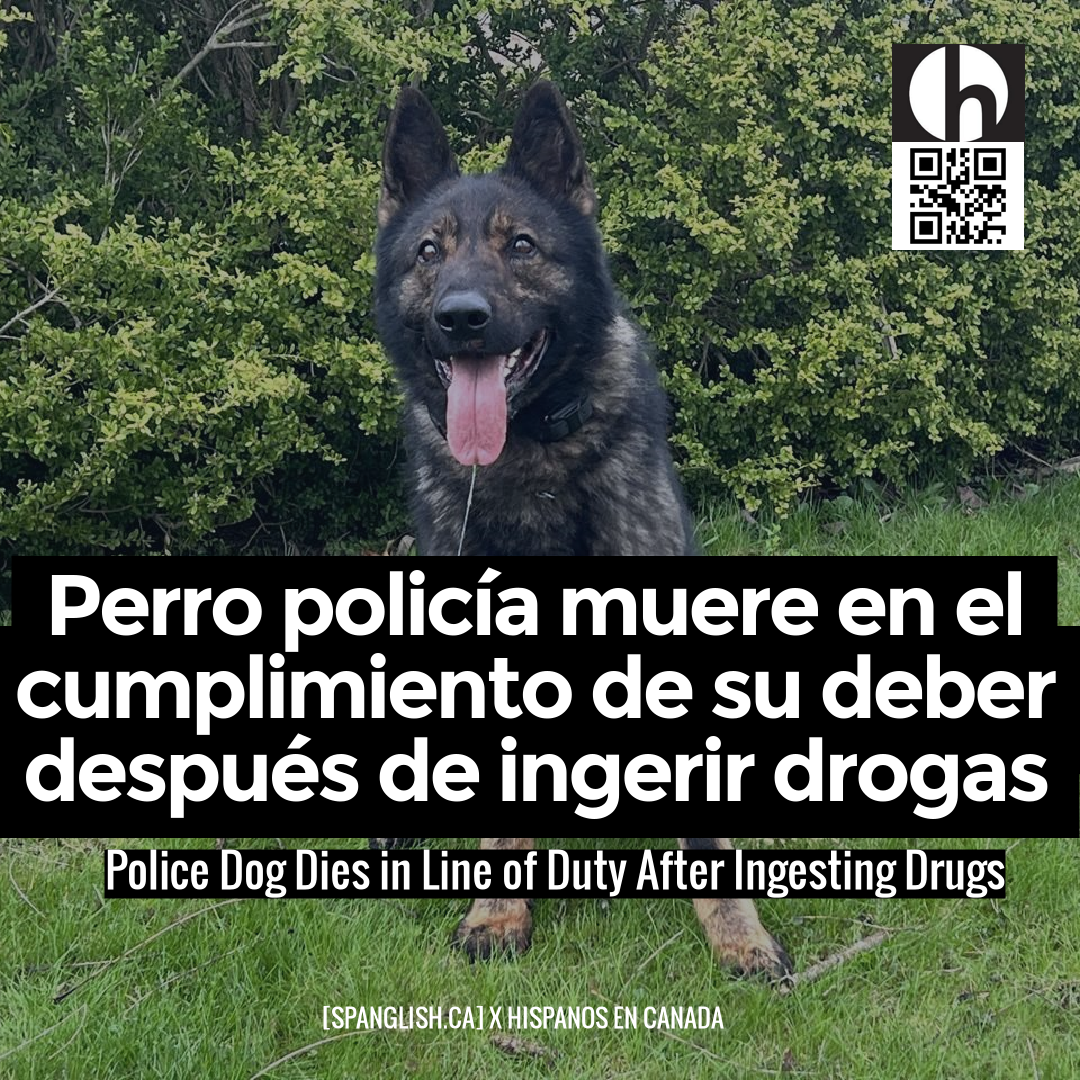 Police Dog Dies in Line of Duty After Ingesting Drugs