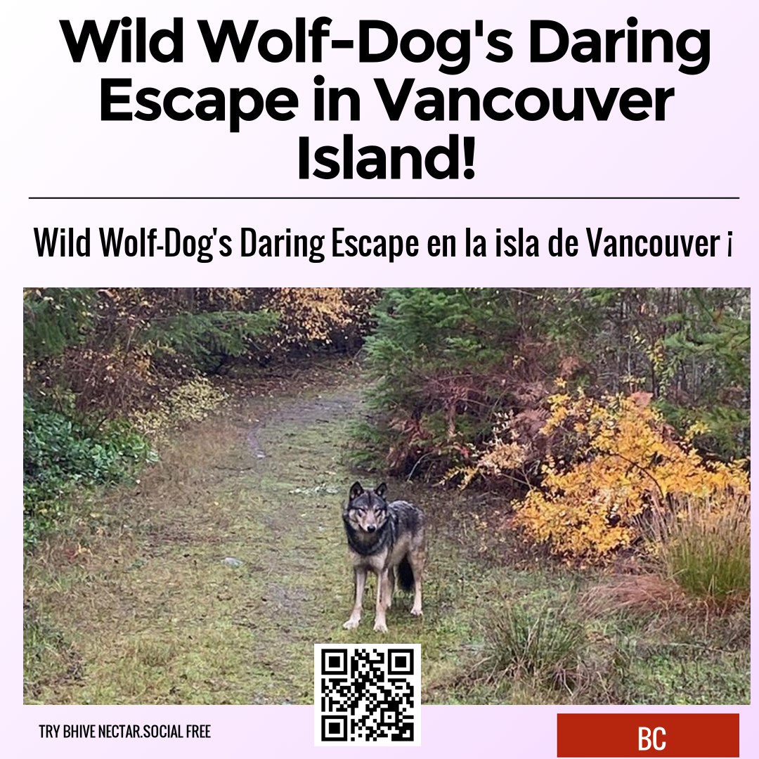 Wild Wolf-Dog's Daring Escape in Vancouver Island!