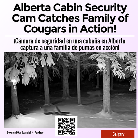 Alberta Cabin Security Cam Catches Family of Cougars in Action!