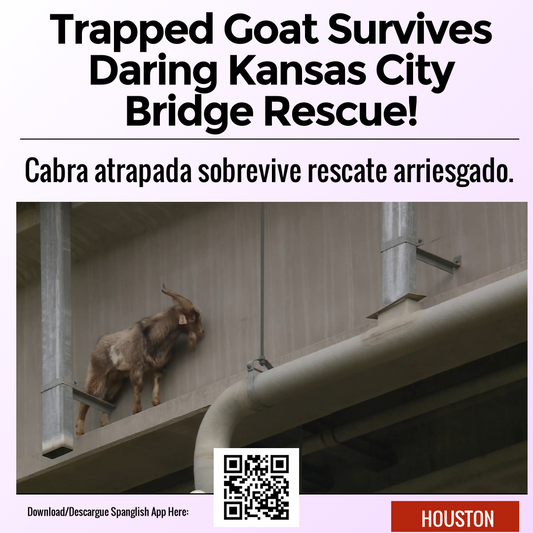 Trapped Goat Survives Daring Kansas City Bridge Rescue!