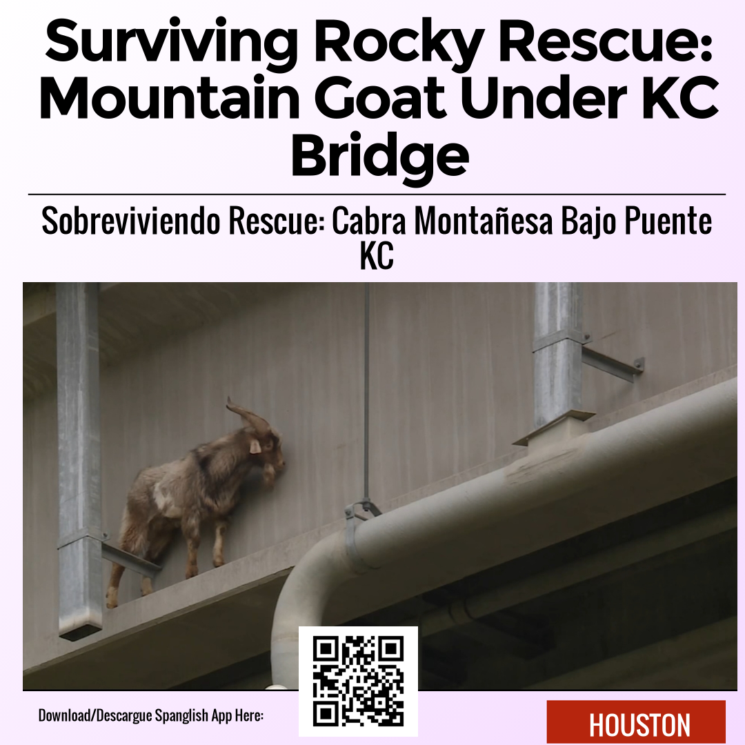 Surviving Rocky Rescue: Mountain Goat Under KC Bridge