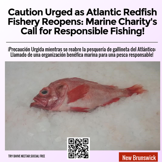 Caution Urged as Atlantic Redfish Fishery Reopens: Marine Charity's Call for Responsible Fishing!