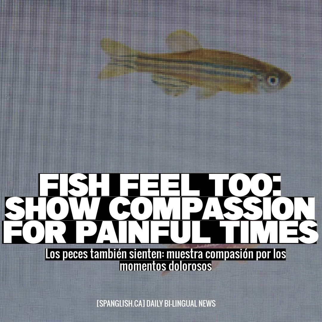 Fish Feel Too: Show Compassion for Painful Times