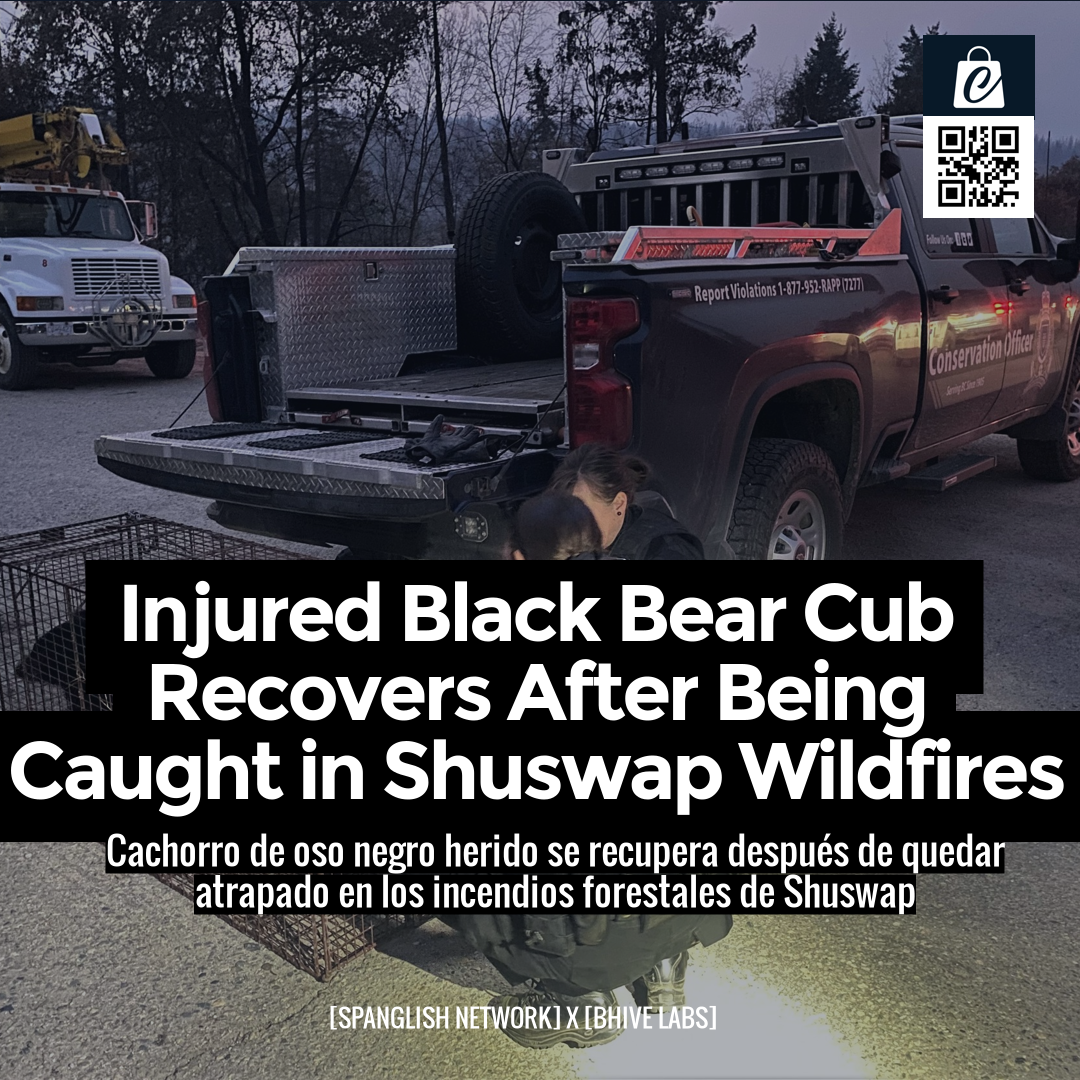 Injured Black Bear Cub Recovers After Being Caught in Shuswap Wildfires