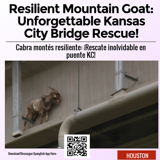 Resilient Mountain Goat: Unforgettable Kansas City Bridge Rescue!