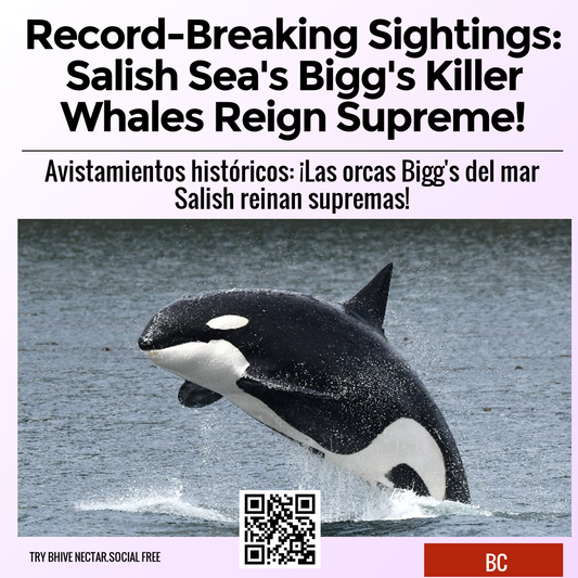 Record-Breaking Sightings: Salish Sea's Bigg's Killer Whales Reign Supreme!