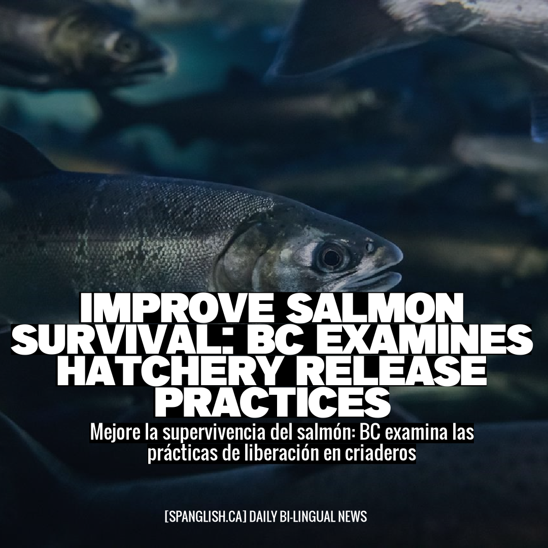 Improve Salmon Survival: BC Examines Hatchery Release Practices