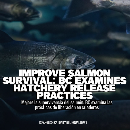 Improve Salmon Survival: BC Examines Hatchery Release Practices