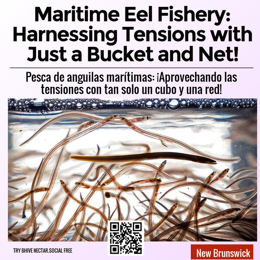 Maritime Eel Fishery: Harnessing Tensions with Just a Bucket and Net!